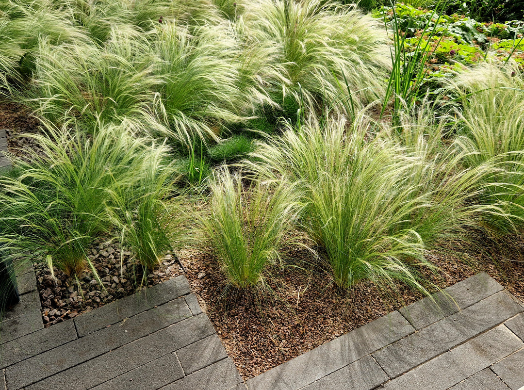 Mexican Feather Grass