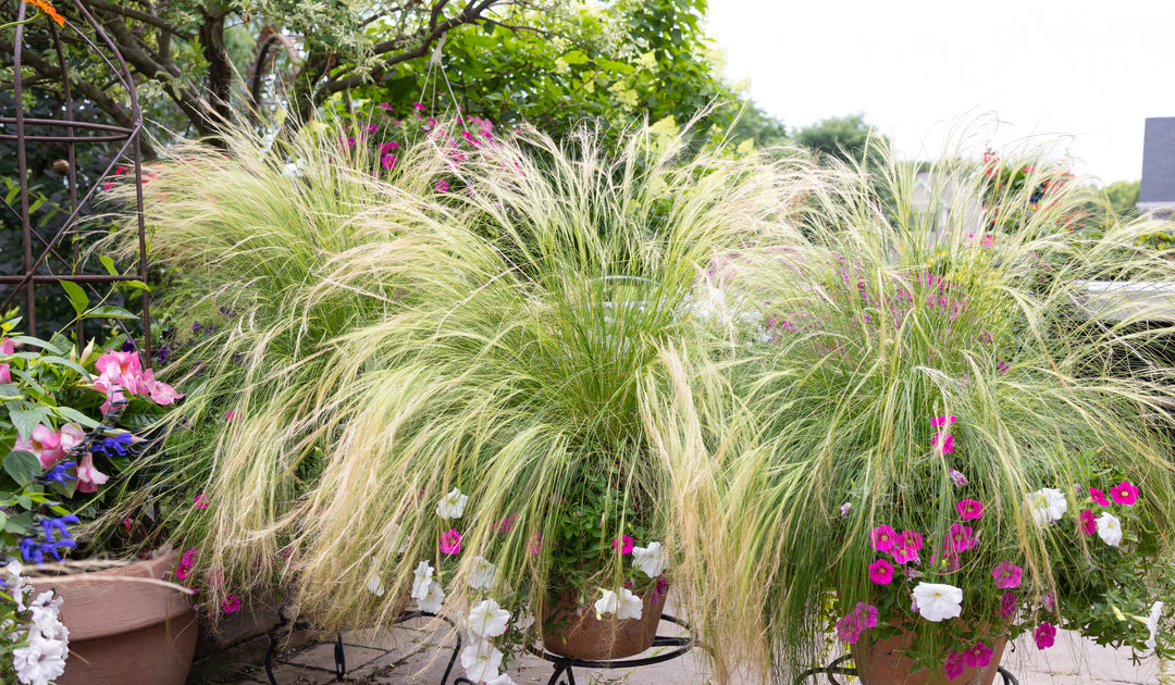 Mexican Feather Grass