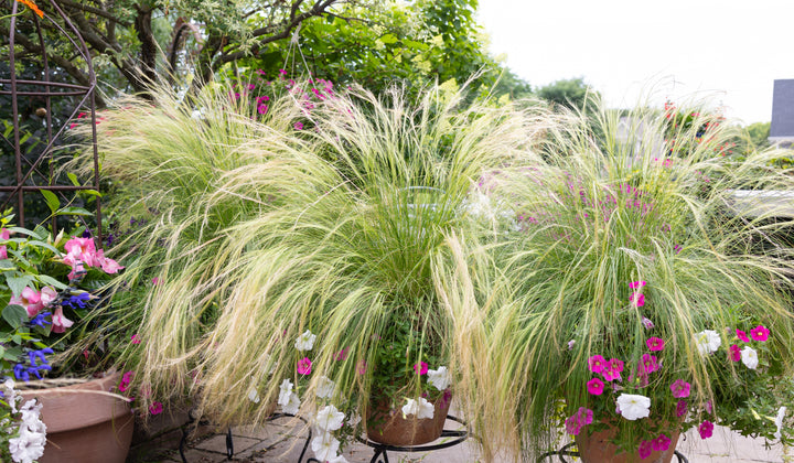 Mexican Feather Grass