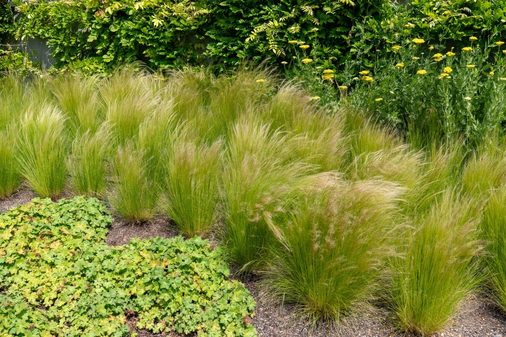 Mexican Feather Grass