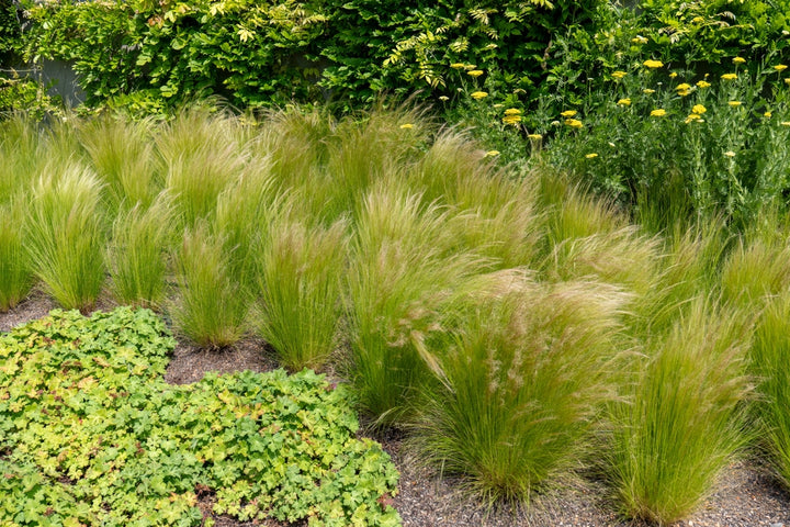 Mexican Feather Grass