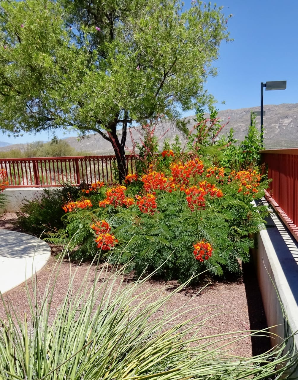planting mexican bird of paradise seeds Mexican Bird of Paradise - 5 and 15 Gallon