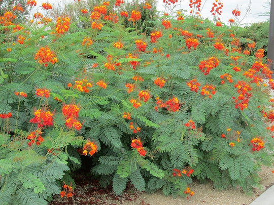 Mexican Bird of Paradise - 5 Gallon