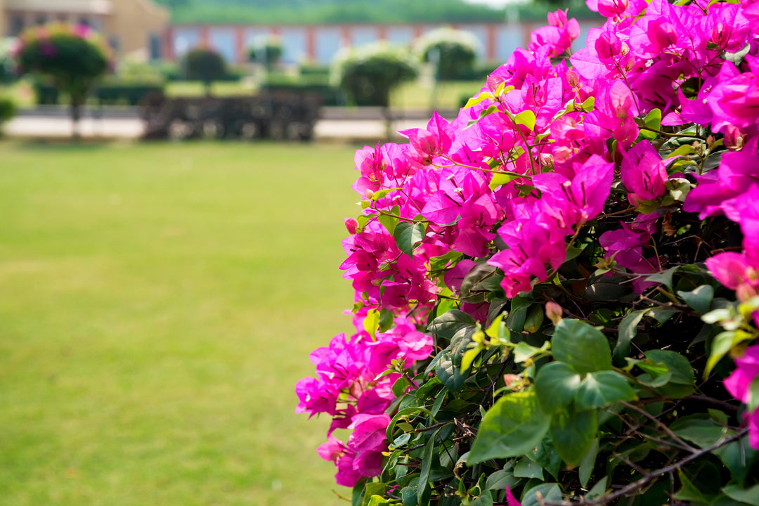 Miami Pink Bougainvillea Vine