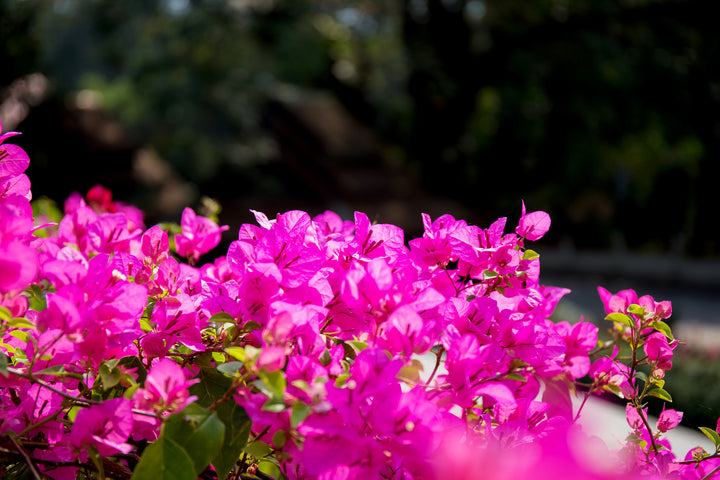 Miami Pink Bougainvillea Vine