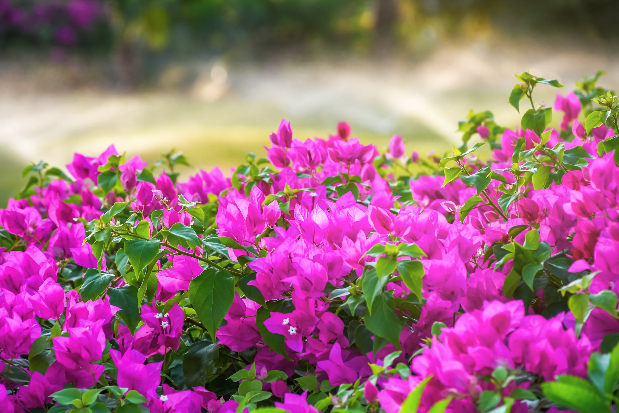 Miami Pink Bougainvillea Hot Pink Vine – 15 Gallon Sale