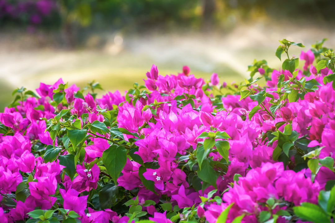 Miami Pink Bougainvillea Vine