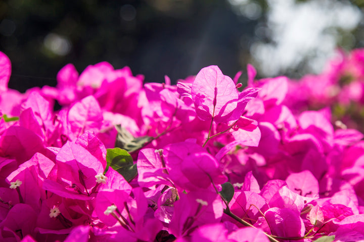 Miami Pink Bougainvillea Vine