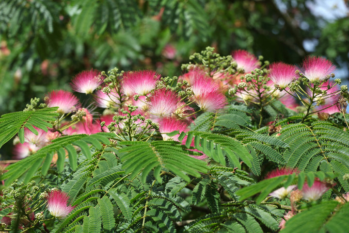 Mimosa Silk Tree