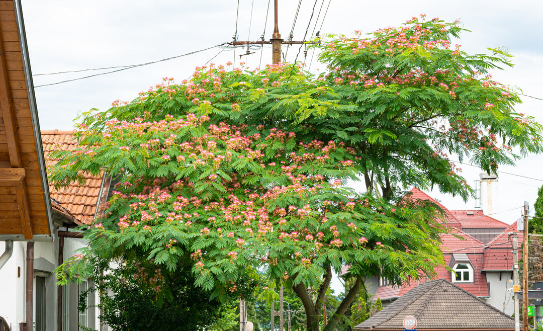 Mimosa Silk Tree