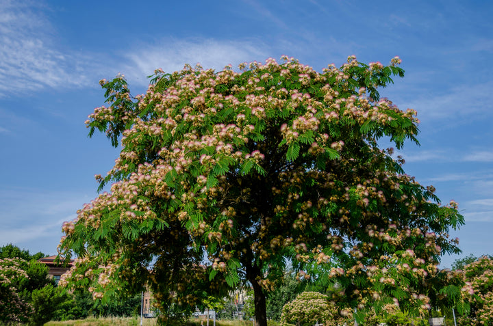 Mimosa Silk Tree