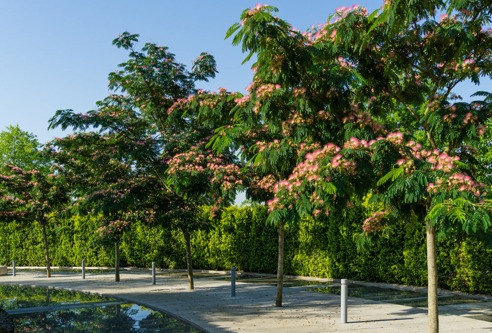 Mimosa Silk Tree