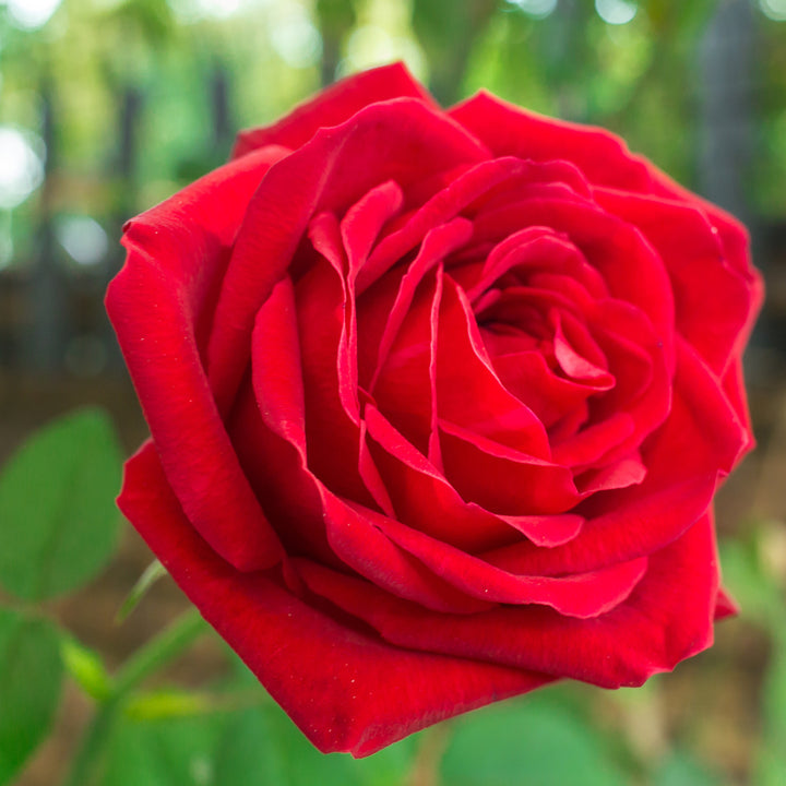 Mister Lincoln Rose Bush - 5 Gallon