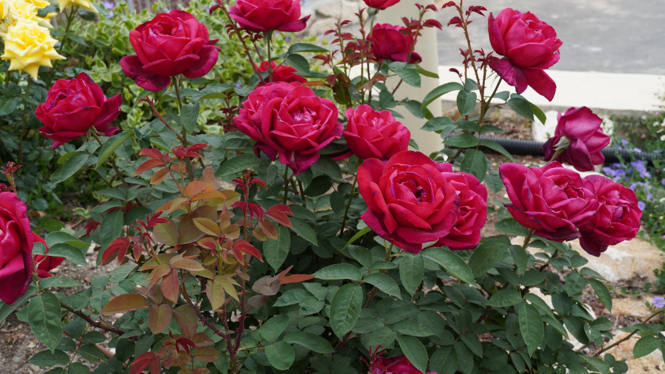 Mister Lincoln Rose Bush - 5 Gallon