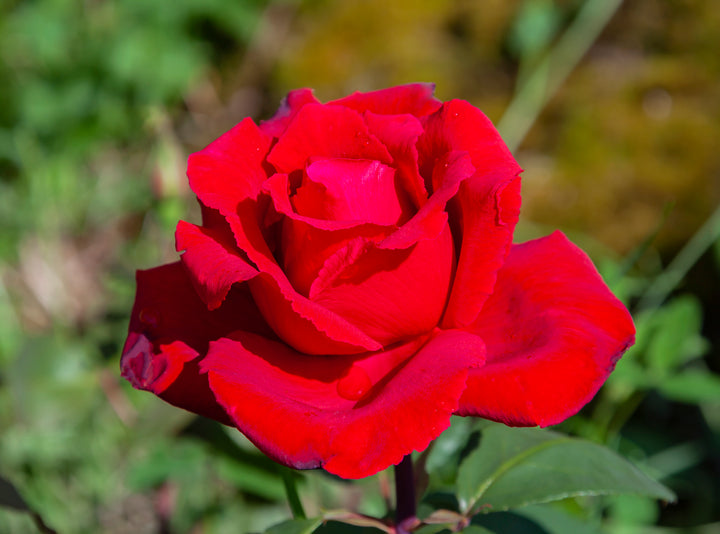 Mister Lincoln Rose Bush - 5 Gallon