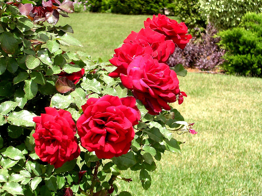 Mister Lincoln Rose Bush - 5 Gallon