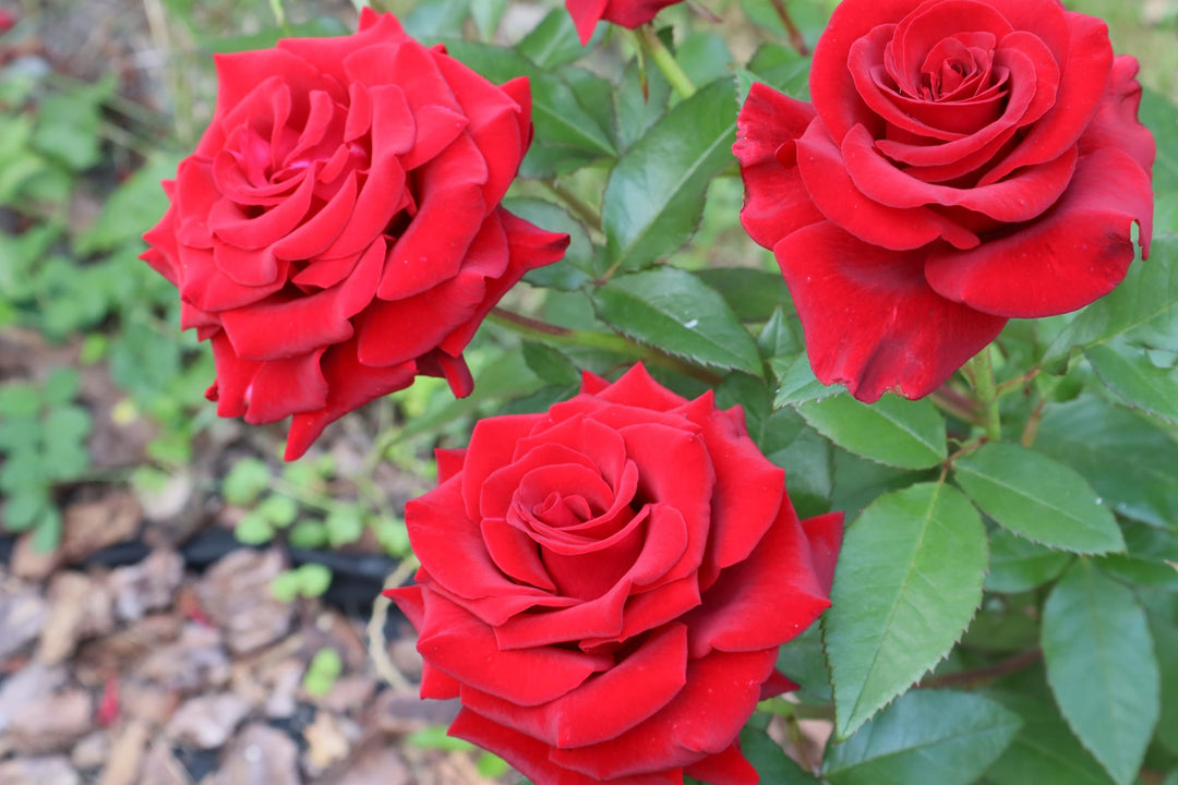 mr lincoln rose seeds Mister Lincoln Rose Bush