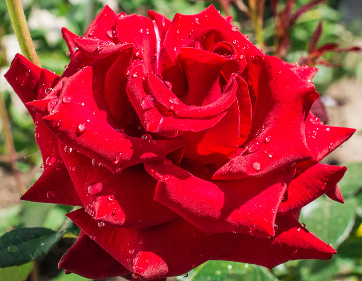 Mister Lincoln Rose Bush - 5 Gallon