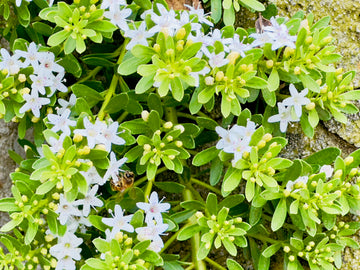 Myoporum Putahcreek A Fe C D B E F Bd F D Plant