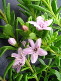 Myoporum Pink - Flat