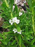 Myoporum White - Flat