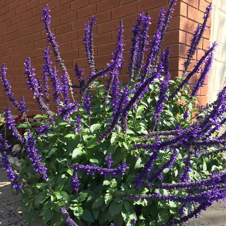 Mystic Spires' Blue Salvia - 5 Gallon