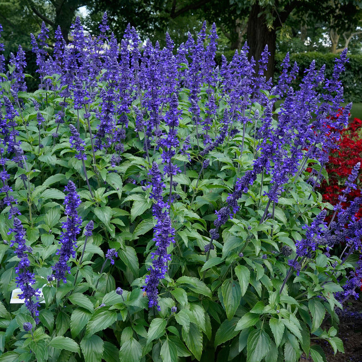 Mystic Spires' Blue Salvia - 5 Gallon