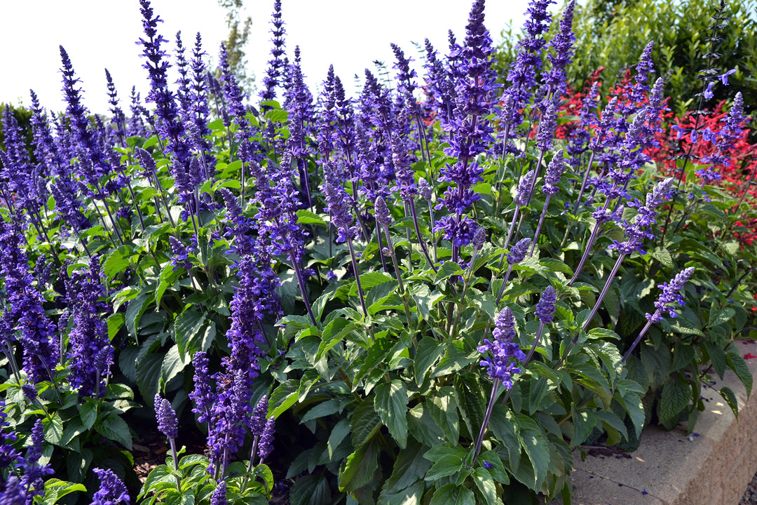 Mystic Spires' Blue Salvia - 5 Gallon