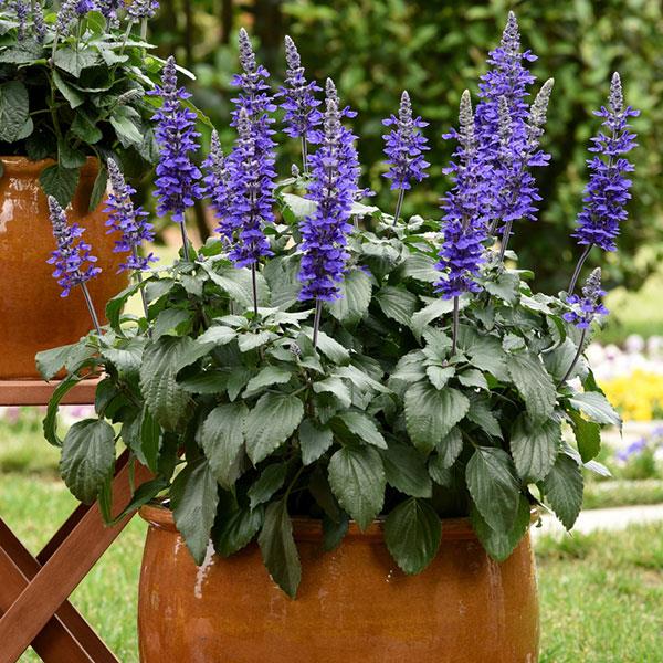 Mystic Spires' Blue Salvia - 5 Gallon