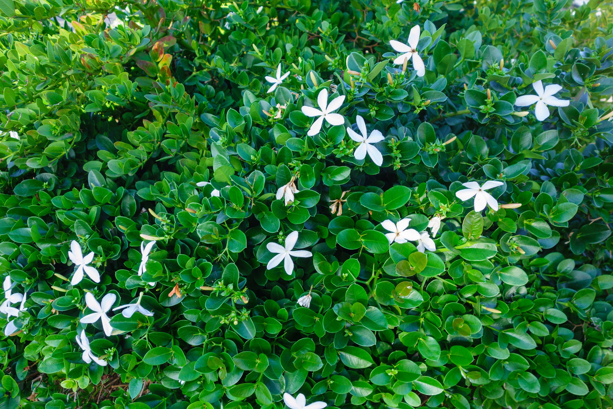 PlantClearance Natal Plum - Thumbnail 5