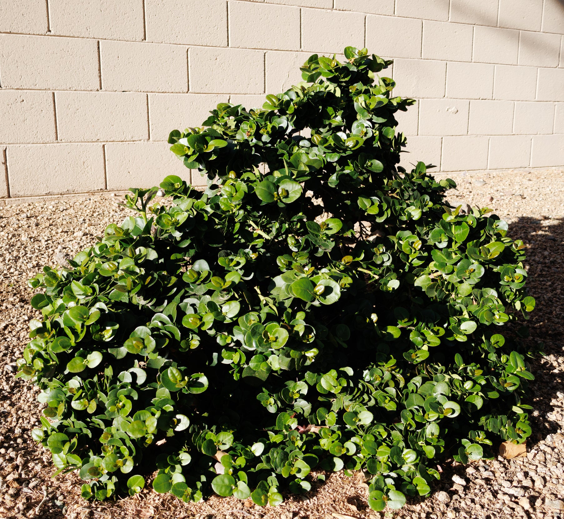 PlantClearance Natal Plum