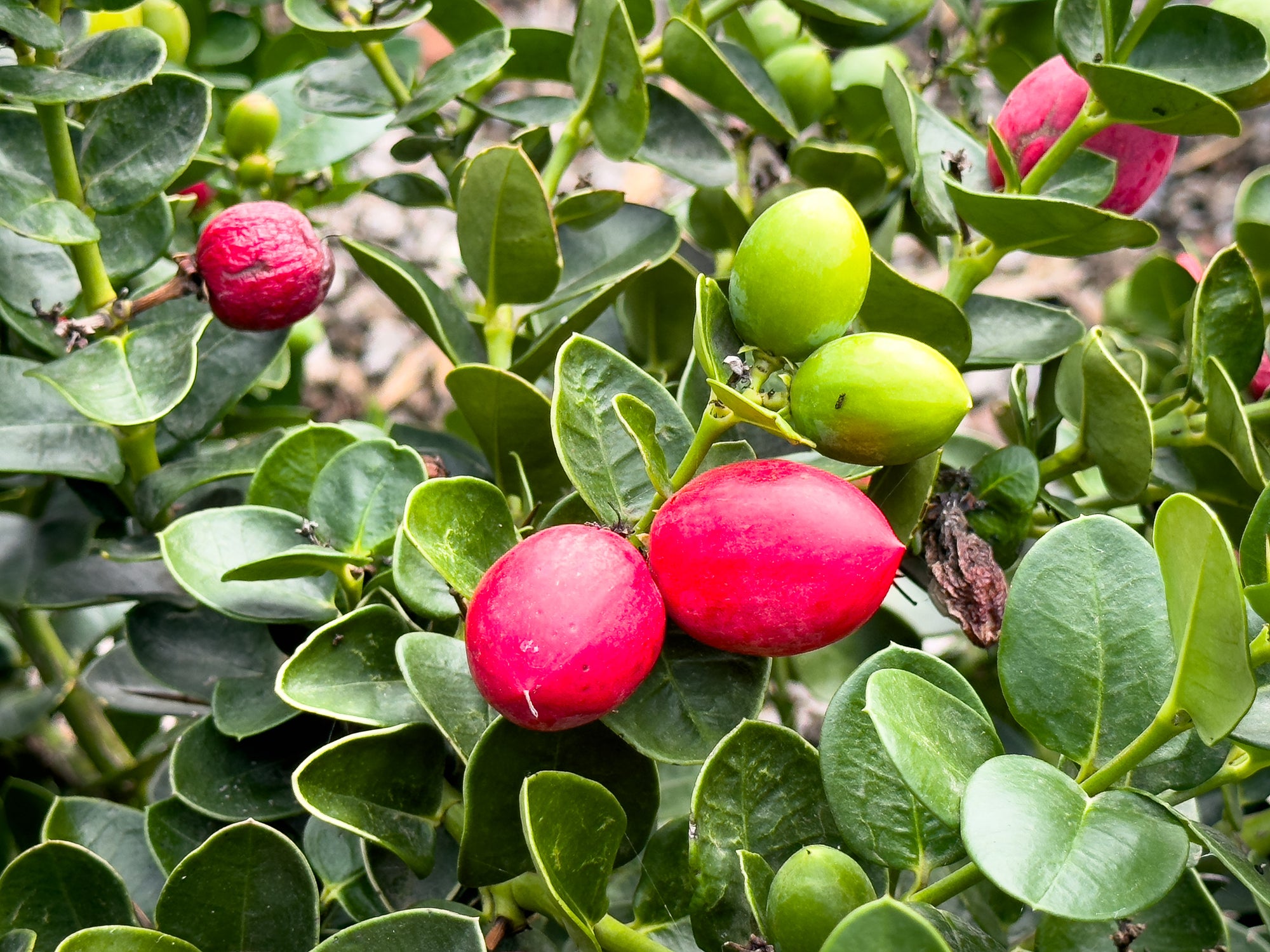 PlantClearance Natal Plum - Thumbnail 2