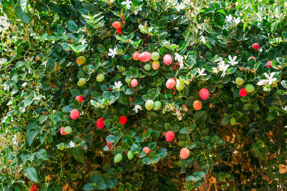 PlantClearance Natal Plum - Thumbnail 3