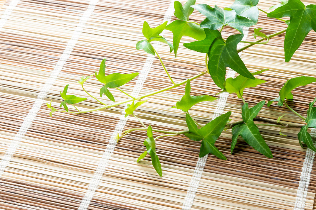 Needle Point Ivy Vine