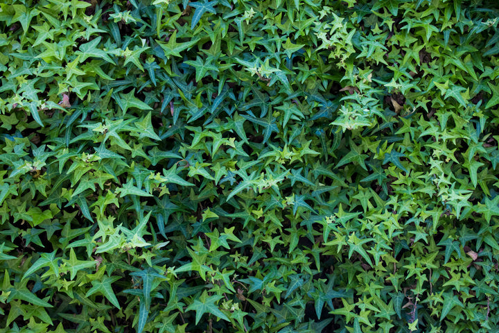 Needle Point Ivy Vine