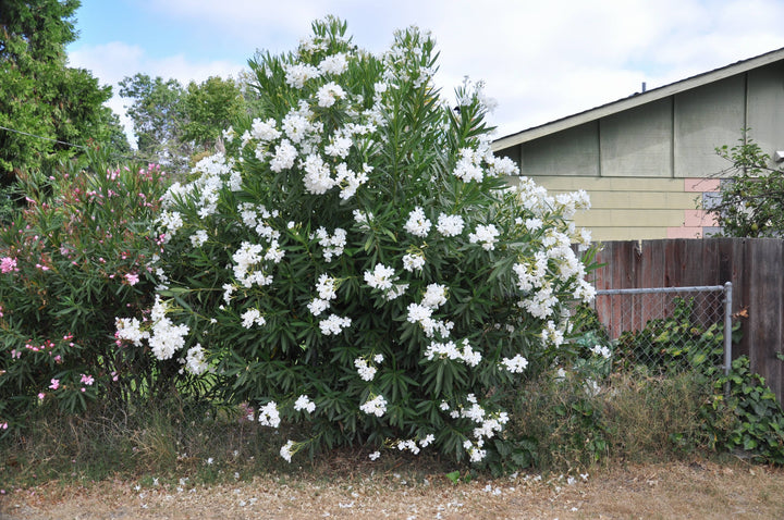 White Oleander - 5 Gallon