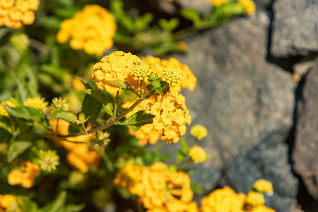 Lantana New Gold Trailing - 5 Gallon