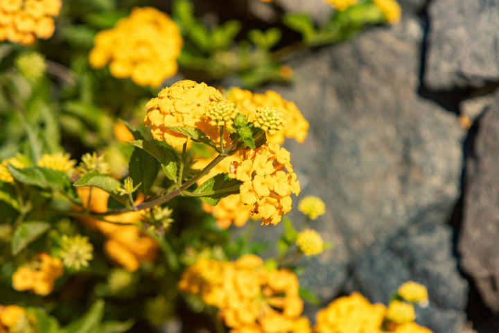 Lantana New Gold Trailing - 5 Gallon
