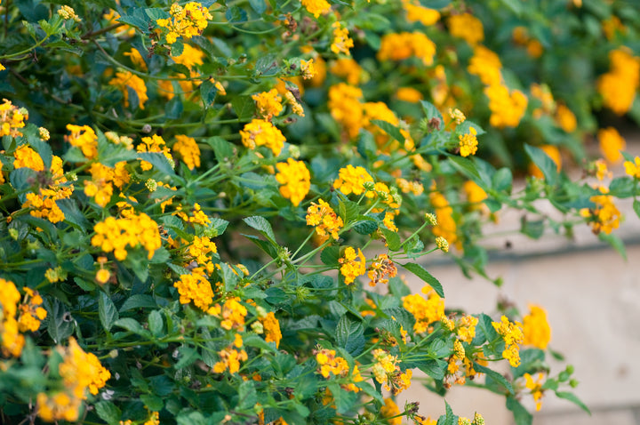 Lantana New Gold Trailing - 5 Gallon