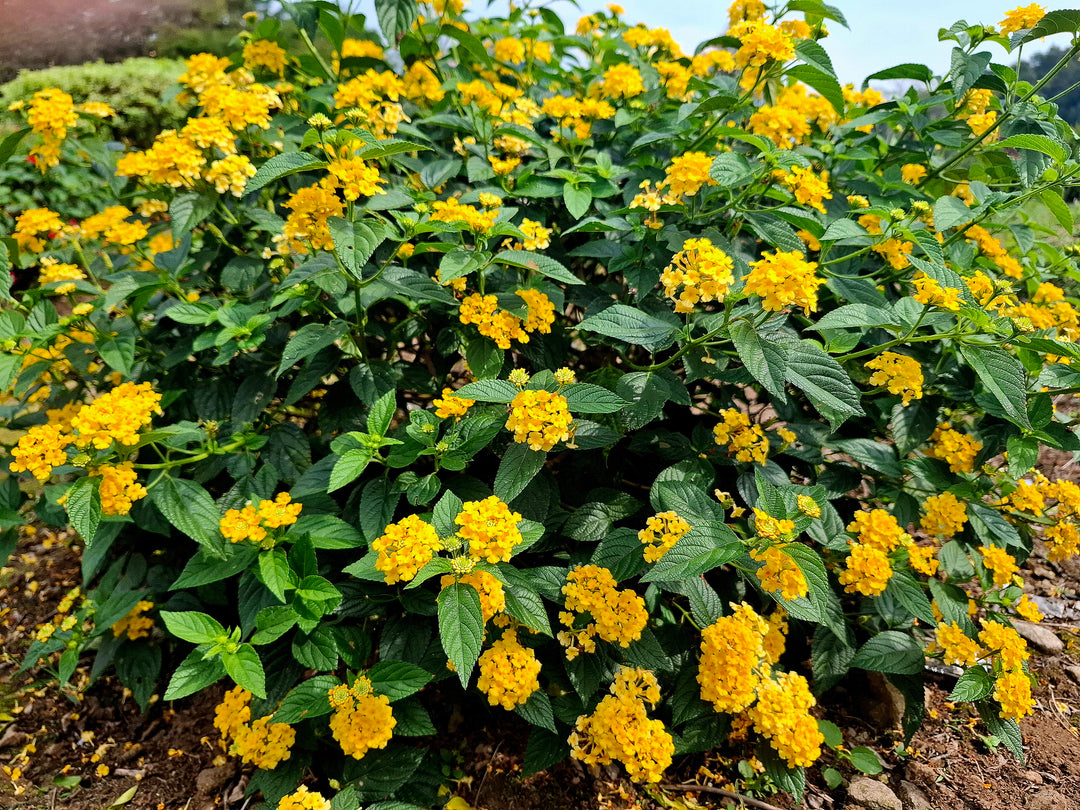 Lantana New Gold Trailing - 5 Gallon