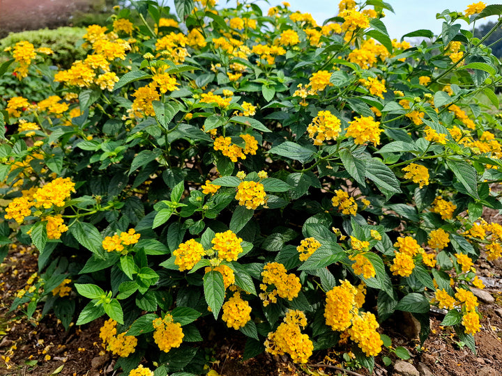 Lantana New Gold Trailing - 5 Gallon