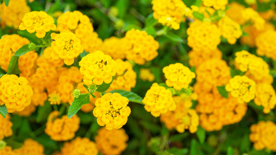 Lantana New Gold Trailing - 5 Gallon
