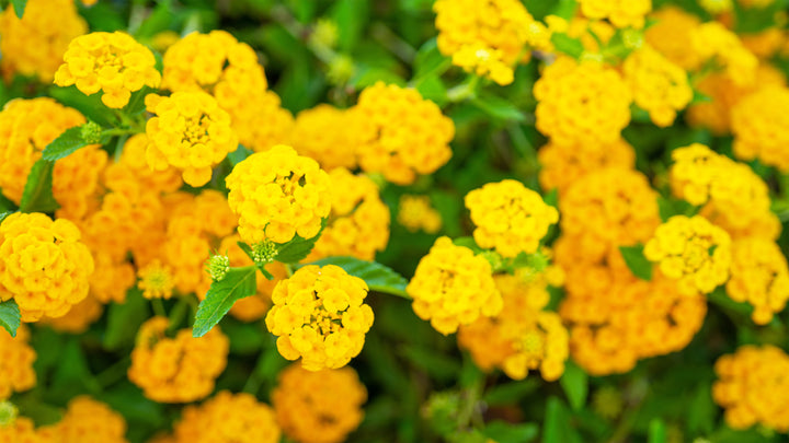Lantana New Gold Trailing - 5 Gallon