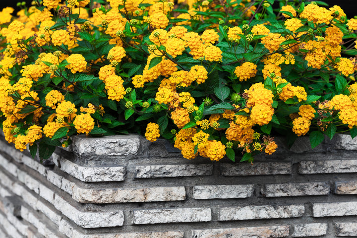 Lantana New Gold Trailing - 5 Gallon