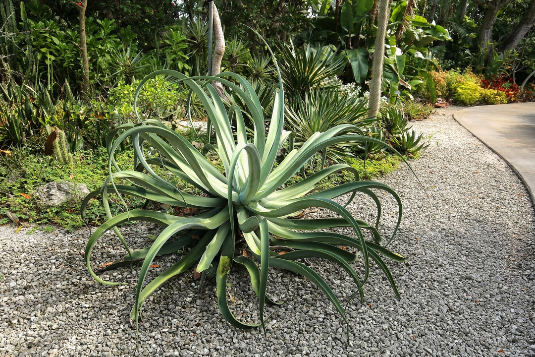 Octopus Agave