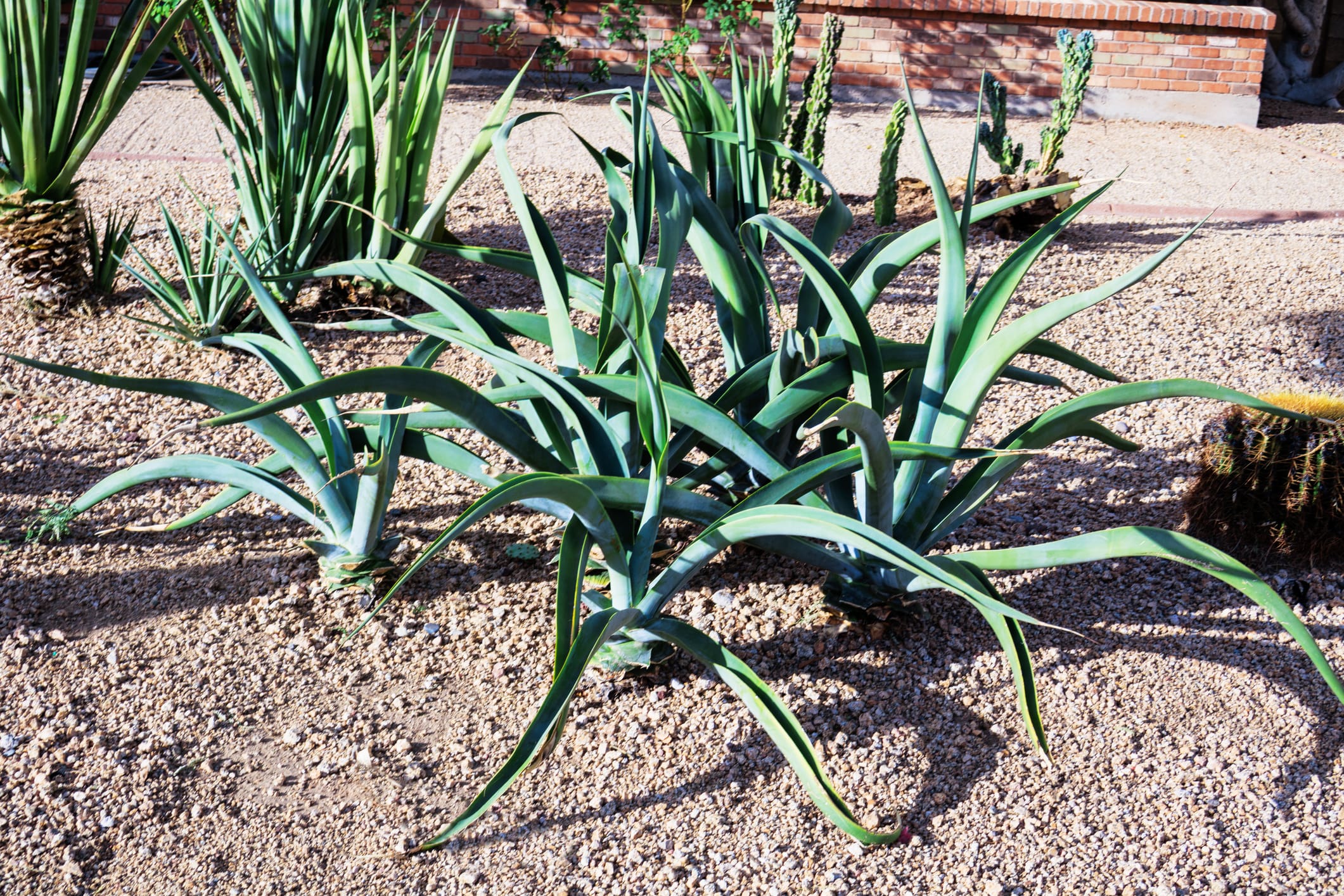 Agave vilmoriniana Octopus Agave - 5, 15 Gallon - Plant Clearance