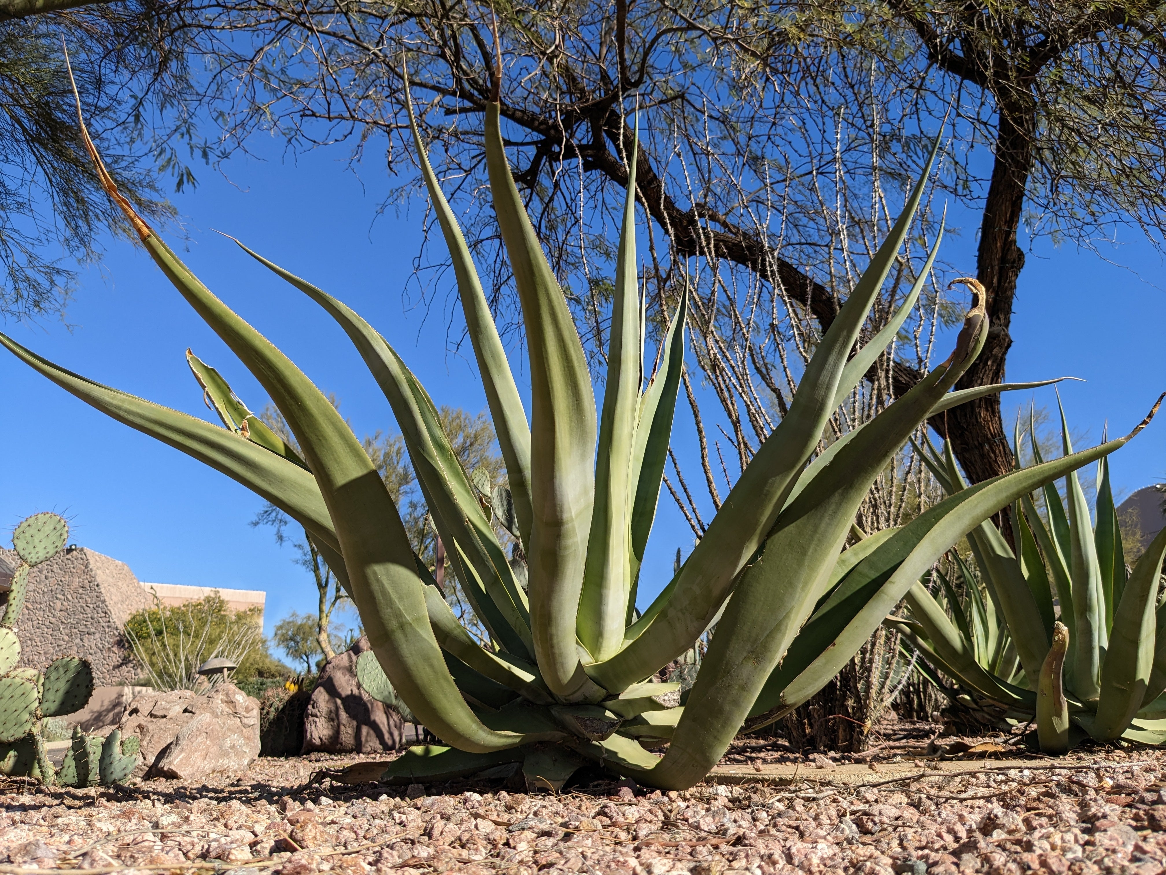 Agave vilmoriniana Octopus Agave - 5, 15 Gallon - Plant Clearance