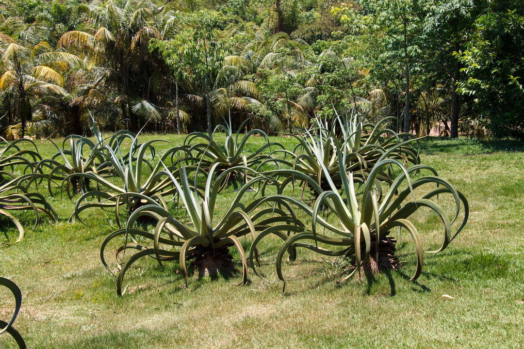 Octopus Agave