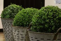 Little Ollie Dwarf Olive - 5 Gallon Bush