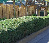 Little Ollie Dwarf Olive - 5 Gallon Bush